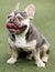 Lilac Trindle French Bulldog Puppy Male Panting and Sticking Tongue Out