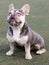 Lilac Trindle French Bulldog Puppy Male Sitting and Looking Up