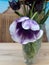 Lilac tulip among black tulips in a vase on the table.