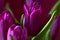 A lilac tulip bud. Macro. Lilac Tulips. Bud, petals, bouquet