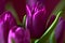 A lilac tulip bud. Macro. Lilac Tulips. Bud, petals, bouquet