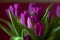 Lilac Tulips. Bud, petals, bouquet. close-up