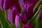 Lilac Tulips. Bud, petals, bouquet. close-up