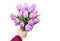 Lilac tulips in a hand