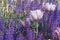 Lilac tulips with violet lavender flowers close up