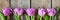 Lilac tulips on a wooden background, happy mother\\\'s day, holiday and birthday gift. Spring concept.