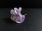 Lilac viola a single flower