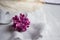 Lilac violet flowers on a white ostrich feather. A lilac luck - flower with five petals among the four-pointed flowers of bright