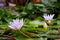 Lilac water lilies