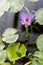 Lilac water lily flower