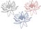 Lilac water lily ore lotus line art illustration. Set of three colored contours. Tropical flowers isolated on background.Flower