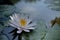 Lilac water lily surrounded by leaves on surface of the pond. Close up of beautiful lotus flower. Flower background. Spa concept