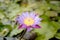 Lilac water lily with yellow pollen on surface of the pond. Close up of beautiful lotus flower. Flower background. Spa concept