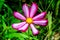 Lilac-white flower Cosmea Latin: Cosmos in garden close up. Cosmea flower on background green leaves