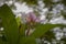 Lilac and white flower in the middle of the city