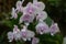 Lilac-white orchids on green leaves background. Light lilac phalaenopsis