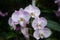 Lilac-white orchids on green leaves background. Light lilac phalaenopsis