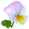 Lilac-white viola flower