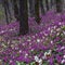 Lilac, white and violet fumewort flowers in early spring forest