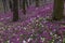 Lilac, white and violet fumewort flowers in early spring forest in Kyiv