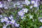 Lilac wild flowers