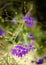 Lilac wild flowers on a beach