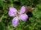 Lilac Wildflower. Woodland Geranium