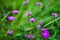 Lilac wildflowers on a background of bright green grass. Soft focus