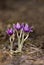 Lilac wind-flower (pulsatilla)