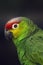 The lilacine amazon Amazona autumnalis lilacina or Ecuadorian red-lored amazon, portrait of a rare parrot