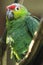 Lilacine amazon parrot