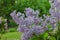 lilacs bloom in the spring. Lilac flowers in the park