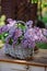 Lilacs bouquet in basket on vintage bureau in spring garden