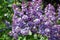 Lilacs. Color springtime photo taken in Moscow.