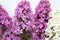 Lilacs flowers close-up. Sprigs of blooming Syringa purple and white.