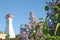 Lilacs & Lighthouse
