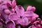 Of lilacs purple flower