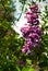 Lilacs, syringa or syringe. Colorful purple lilacs blosso