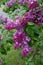 Lilas commun Common lilac Syriaga vulgaris