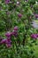 Lilas commun Common lilac Syriaga vulgaris