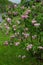 Lilas commun Common lilac Syringa vulgaris
