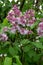 Lilas commun.Common lilac Syringa vulgaris