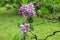 Lilas commun Common Lilac Syringa vulgaris Komsomolka Oleaceae Origine horticole Garden