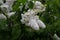Lilas commun Common lilac Syringa vulgaris Marie Fino Oleaceae.Origine horticole Garden
