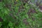 Lilas de Meyer Meyer lilac Syringa meyeri.`Palibin`.Oleaceae.Origine horticole.Garden origin