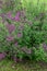 Lilas Lilac Syringa