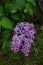 Lilas Ã  fleurs de jacinthe Hyacinth lilac Syringa x hyacinthiflora.Daphne Pink Oleaceae