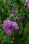 Lilas Ã  fleurs de jacinthe Hyacinth lilac Syringa x hyacinthiflora Daphne Pink Oleaceae