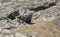 Lilford`s wall lizard sunbath over a rock in the Spanish mediterranean island Cabrera