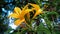 Lili flower with blurred background image, yellow flowers in the garden